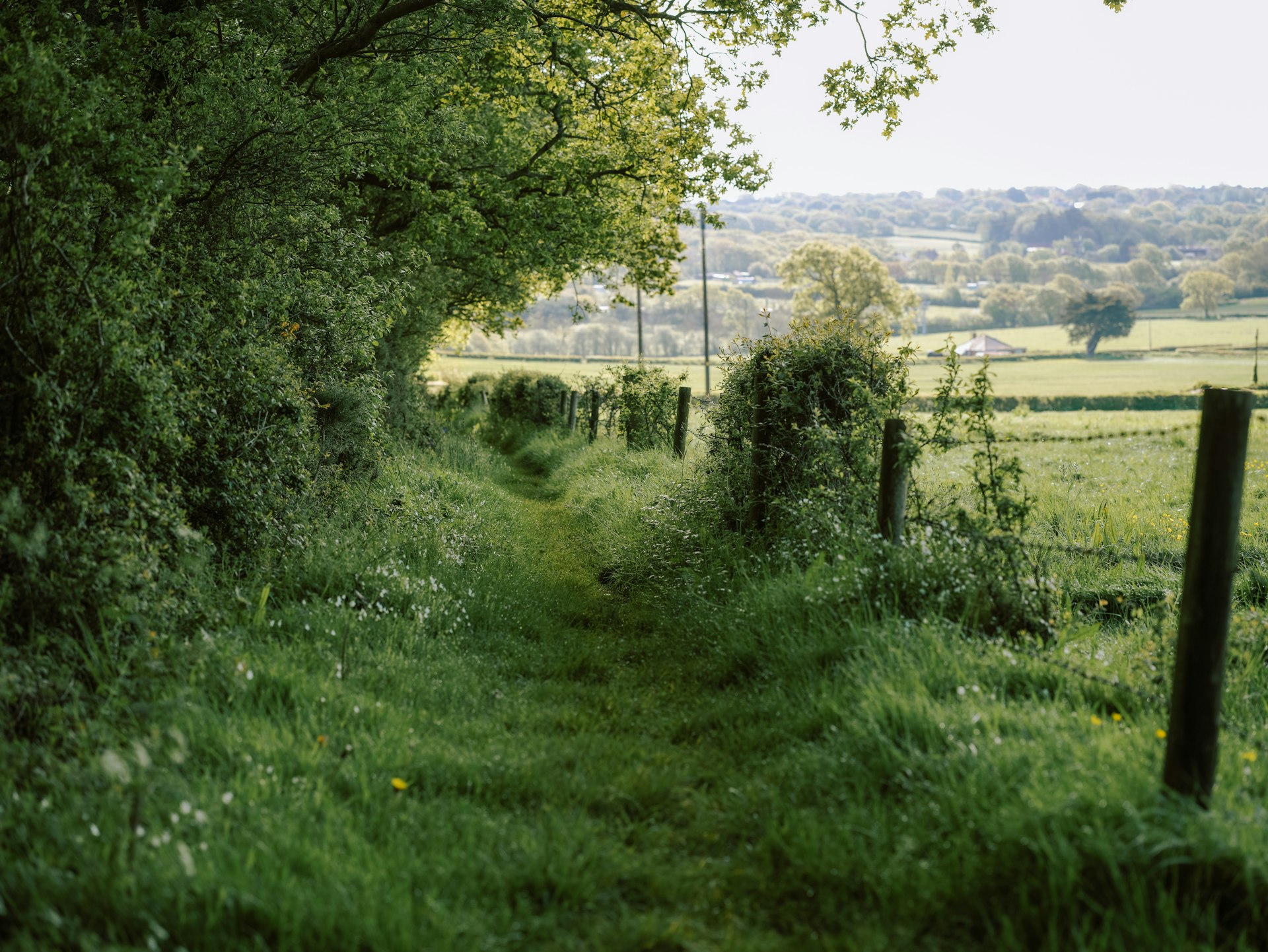 Sentier champêtre au milieu d'un champ verdoyant